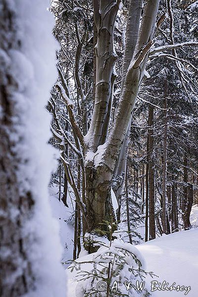 Zima, Bieszczady, buczyna