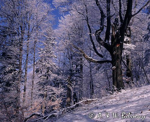 las Bieszczady