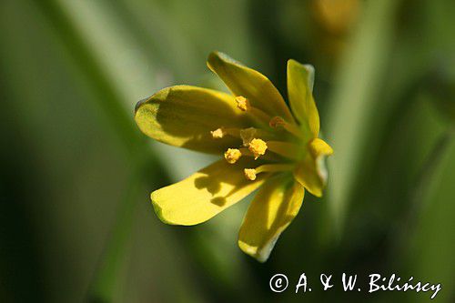 Złoć żółta, Gagea lutea