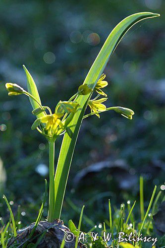 Złoć żółta, Gagea lutea