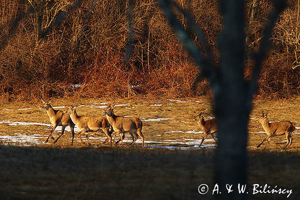  łanie, jelenie szlachetne, europejskiei, Cervus elaphus elaphus
jeleń karpacki