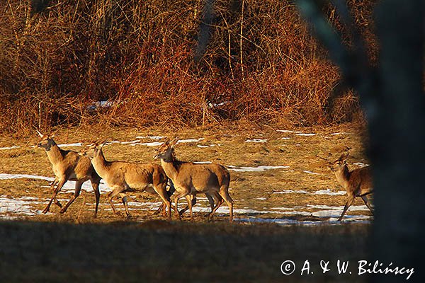  łanie, jelenie szlachetne, europejskie, Cervus elaphus elaphus
jeleń karpacki