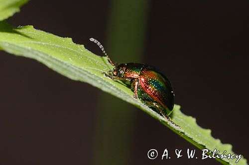 Złotka jasnotowa. Dlochrysa fastuosa.