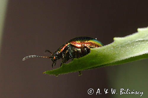 Złotka jasnotowa. Dlochrysa fastuosa.