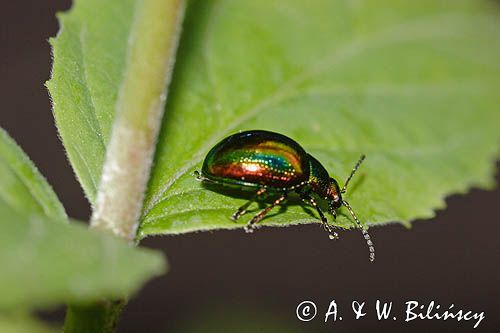 Złotka jasnotowa. Dlochrysa fastuosa.