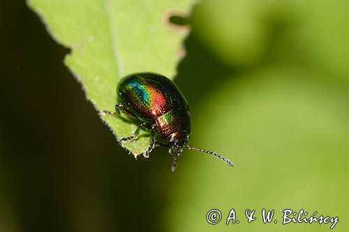 Złotka jasnotowa. Dlochrysa fastuosa.