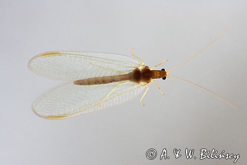 złotook Chrysopa vulgaris
