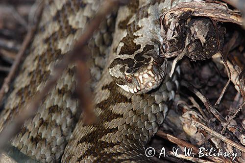 żmija zygzakowata Vipera berus