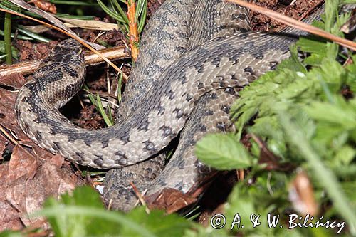 żmija zygzakowata Vipera berus