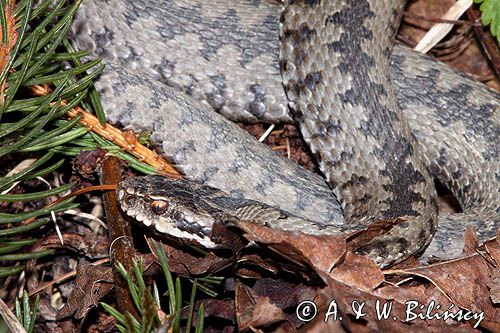 żmija zygzakowata Vipera berus