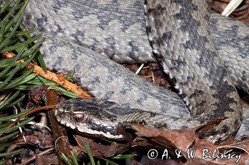 żmija zygzakowata Vipera berus