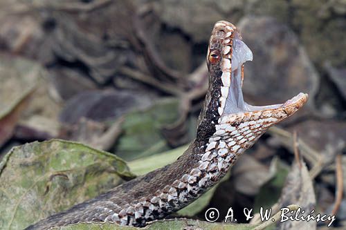 żmija zygzakowata Vipera berus