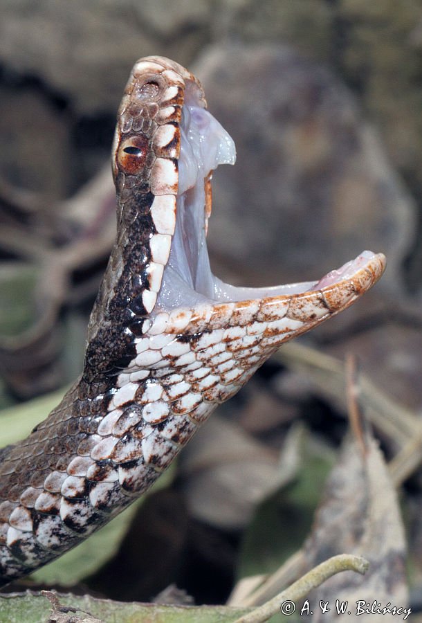 żmija zygzakowata Vipera berus