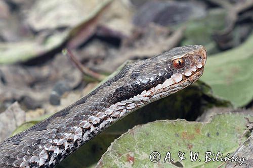 żmija zygzakowata Vipera berus