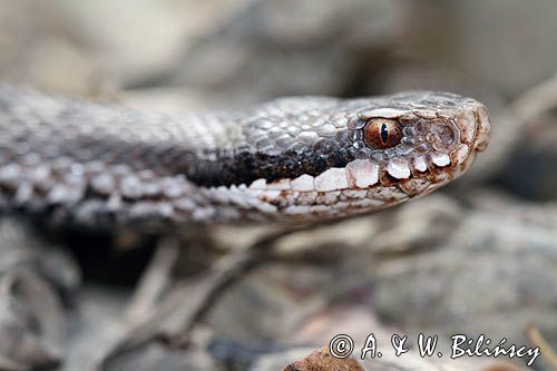 żmija zygzakowata Vipera berus