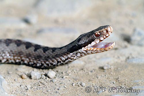 żmija zygzakowata Vipera berus