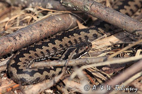 żmija zygzakowata Vipera berus