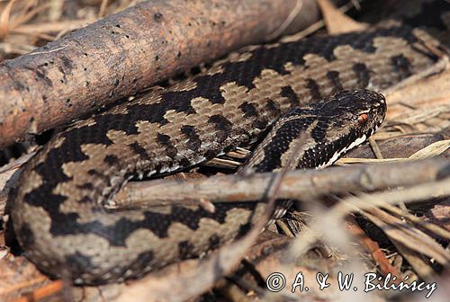 żmija zygzakowata Vipera berus