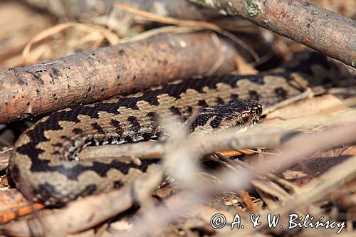 żmija zygzakowata Vipera berus