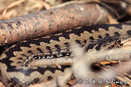 żmija zygzakowata Vipera berus