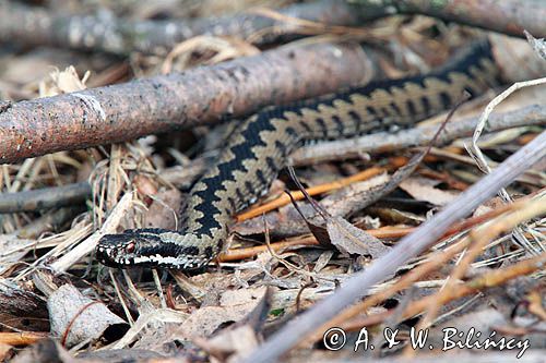 żmija zygzakowata Vipera berus