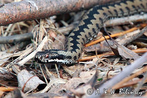 żmija zygzakowata Vipera berus