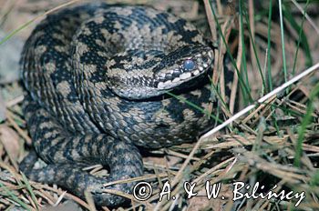 żmija zygzakowata vipera berus)