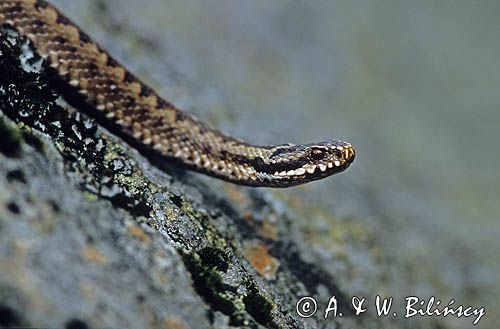 żmija zygzakowata vipera berus)