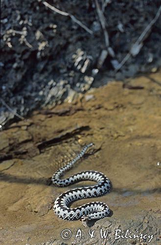 żmija zygzakowata vipera berus)