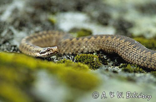 żmija vipera berus