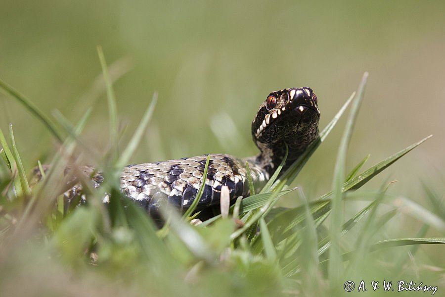 żmija zygzakowata Vipera berus