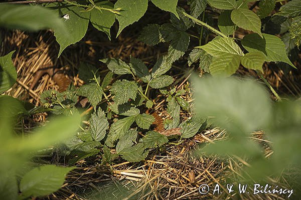 Żmija zygzakowata, Vipera berus