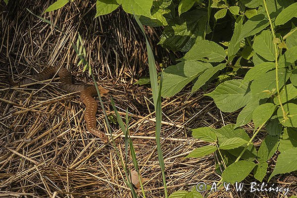 Żmija zygzakowata, Vipera berus