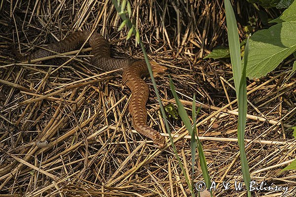 Żmija zygzakowata, Vipera berus