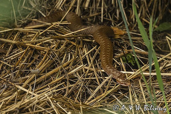 Żmija zygzakowata, Vipera berus