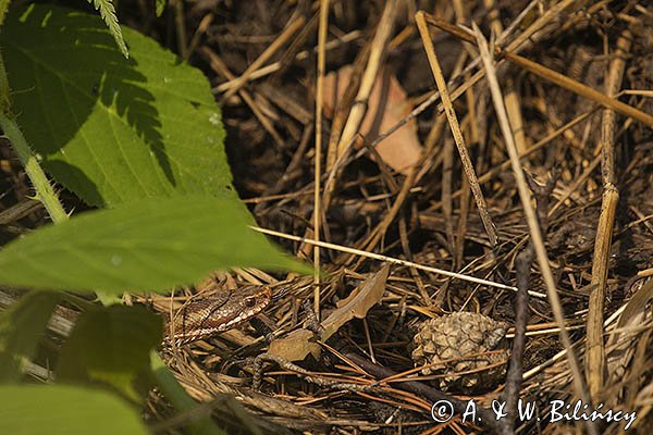 Żmija zygzakowata Vipera berus