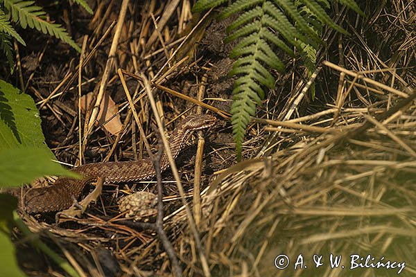 Żmija zygzakowata Vipera berus