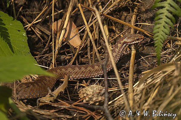 Żmija zygzakowata, Vipera berus