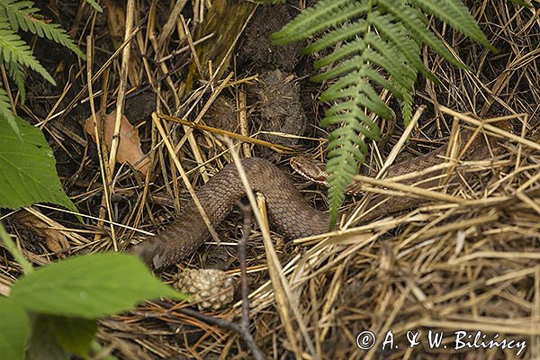 Żmija zygzakowata, Vipera berus