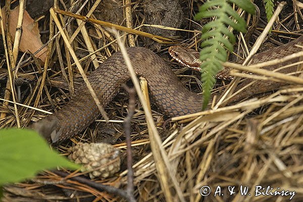 Żmija zygzakowata Vipera berus