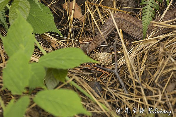 Żmija zygzakowata, Vipera berus