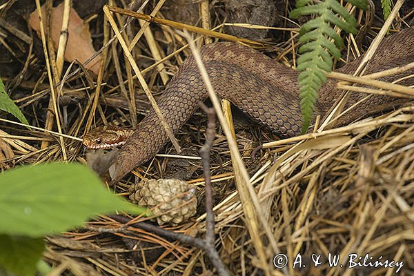 Żmija zygzakowata, Vipera berus