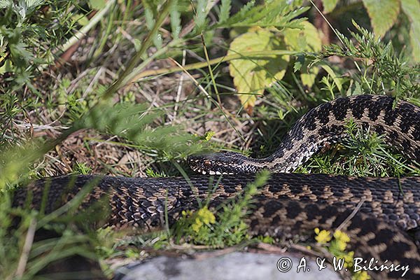 Żmija zygzakowata Vipera berus