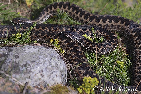 Żmija zygzakowata Vipera berus