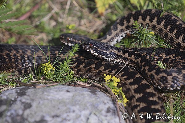 Żmija zygzakowata Vipera berus