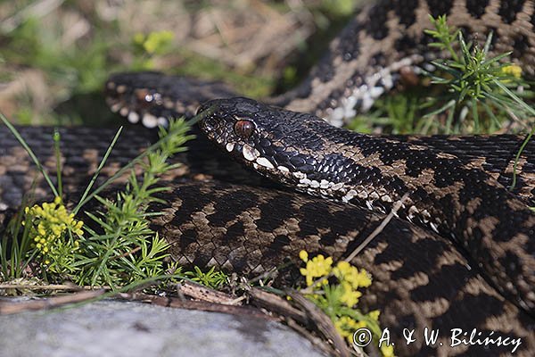 Żmija zygzakowata, Vipera berus