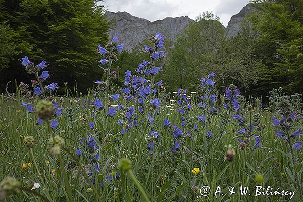 Żmijowiec zwyczajny, Echium vulgare, Fuente De, Kantabria, Picos de Europa, Hiszpania