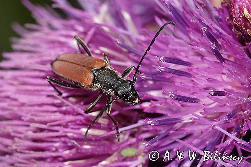 Zmorsznik kropkowany, sosnowy, Anastrangalia sanguinolenta, Leptura sanguinolenta, Corymbia sanguinolenta, samica