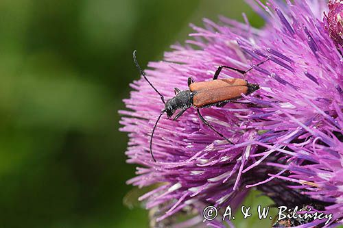 Zmorsznik kropkowany, sosnowy, Anastrangalia sanguinolenta, Leptura sanguinolenta, Corymbia sanguinolenta, samica