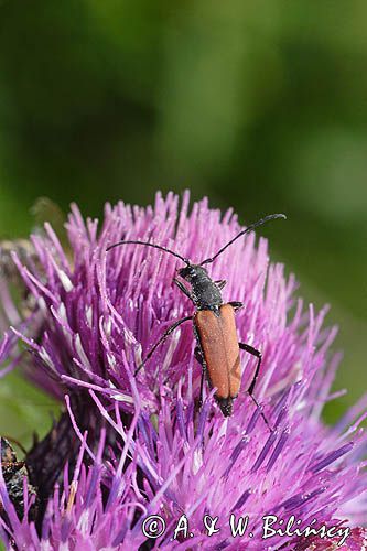 Zmorsznik kropkowany, sosnowy, Anastrangalia sanguinolenta, Leptura sanguinolenta, Corymbia sanguinolenta, samica